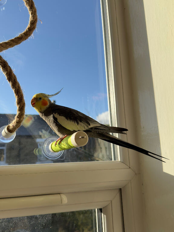 Cockatiel bonded boys