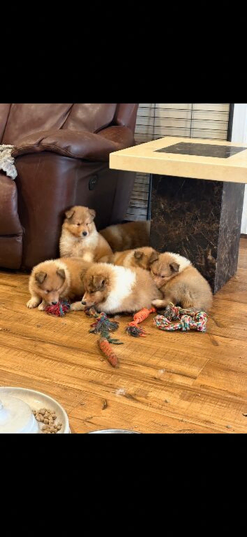 KC registered Sable and white puppies
