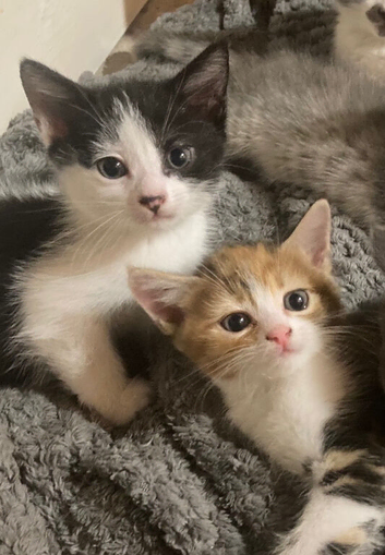 READY NOW Beautiful part blue British shorthair kittens for sale