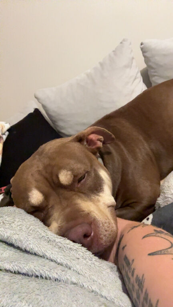 Female for rehoming