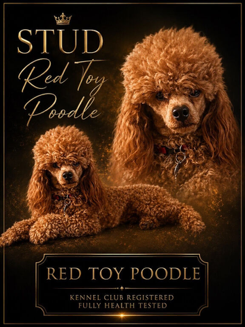 Kc Health Tested Red Toy Poodle At Stud