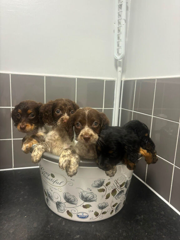 Adorable cockapoo puppies