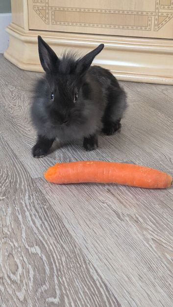9 week old lionheads