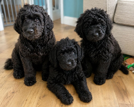 3 x stunning Newfypoo Puppies left !