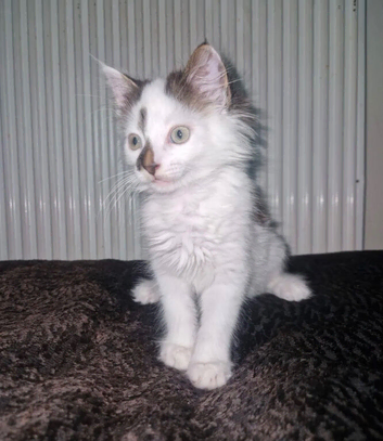 Beautiful Litter of Kittens &ndash; All Ready for Loving Forever Homes!