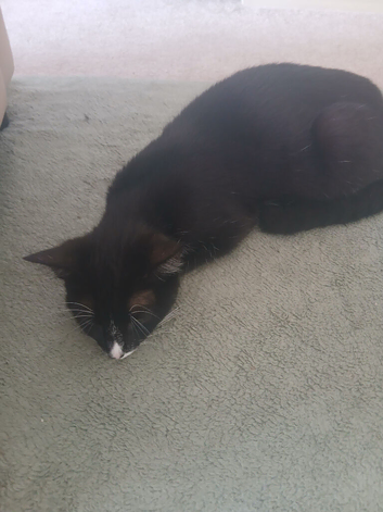 Kittens