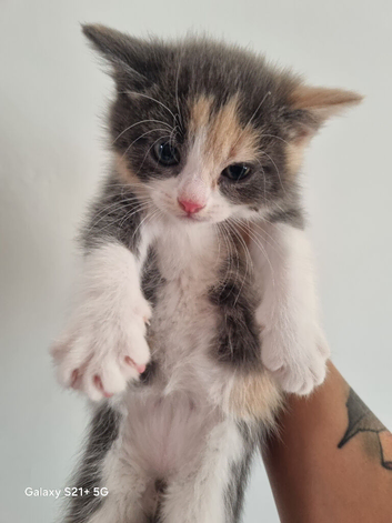 Kittens for sale