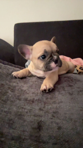 5 frenchie pups ready to leave around 12 June