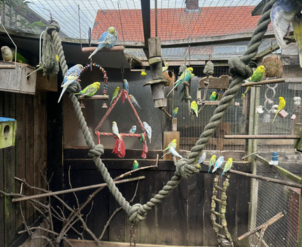 12 week baby budgies MALES only