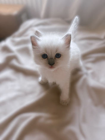 Chunky ragdoll kittens