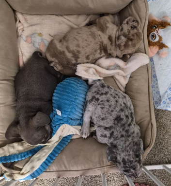 French bulldog x English bulldog