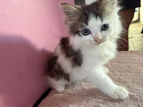 Beautiful 9 week old kittens