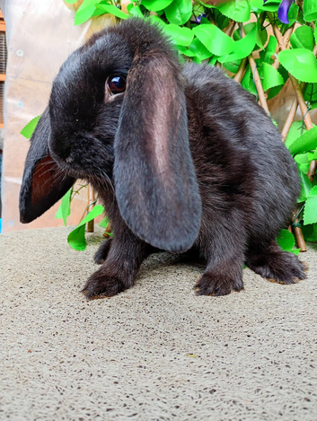 French lop ready now