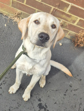 Beautiful male labrador looking for new home