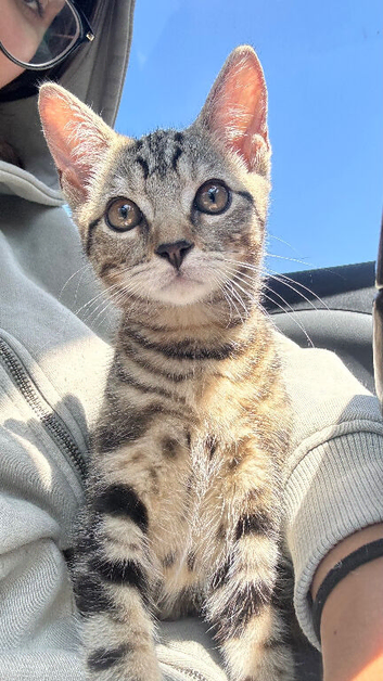 Beautiful tabby boy