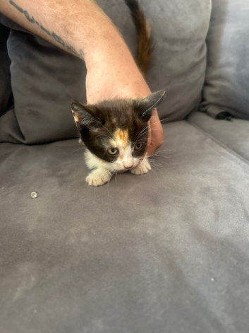 Kittens