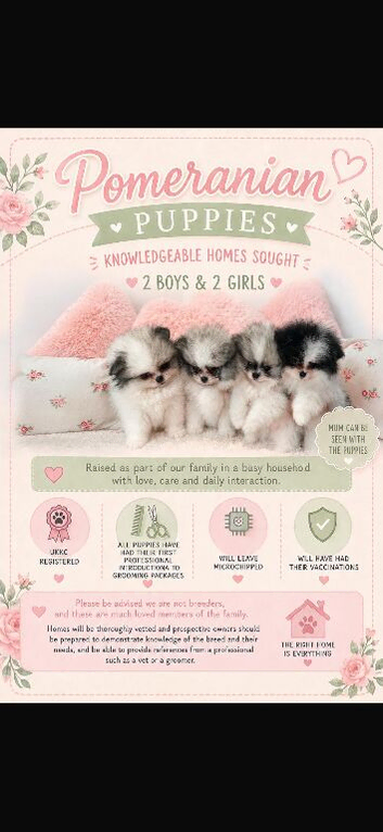 5* K C Registered Pomeranians puppies