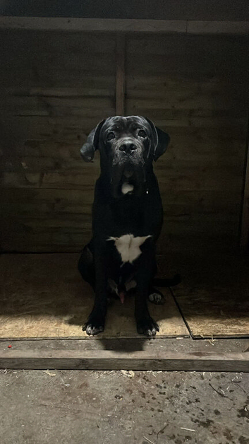 Cane Corso