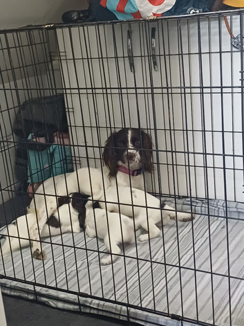 3 beautiful female springerspaniel pups