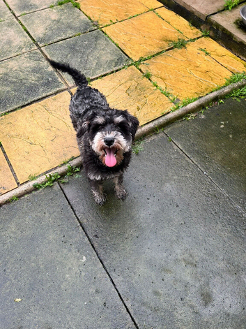 Miniature schnauzer girl for sale