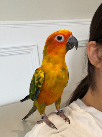 6 months tamed baby Sun Conure
