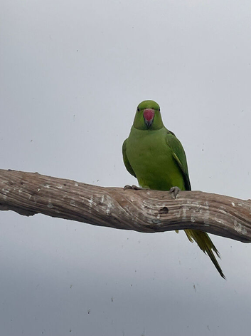 Ringnecks