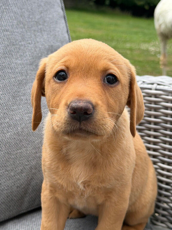 Labrador Puppies available KC Registered