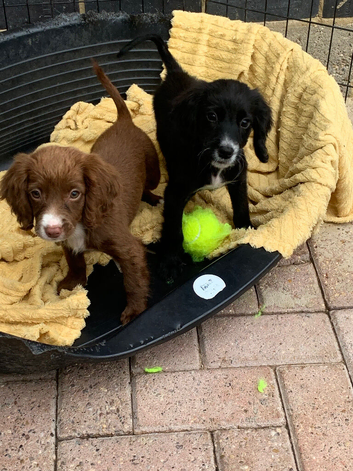 Cocker spaniel puppies, ready to leave.