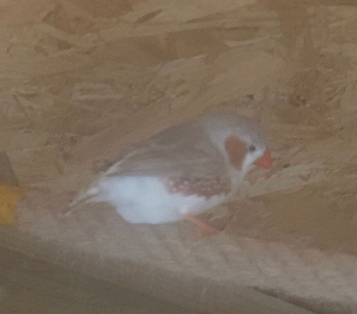 Zebra finch
