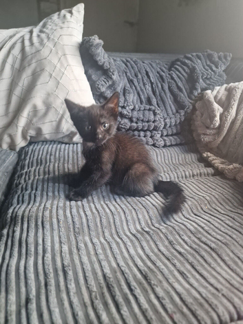 2 black kittens available