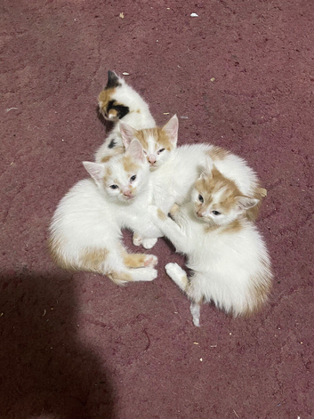 Kitten for sale