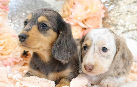 Gorgeous Long-Haired Miniature Dachshund Puppies ️
