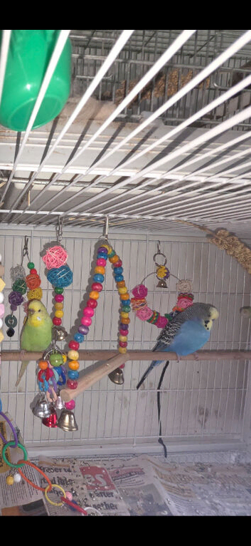 Breeding pair of budgie for sale