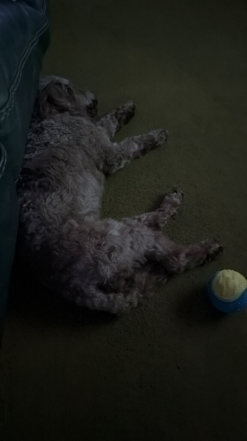 Looking for a red/apricot cockapoo male