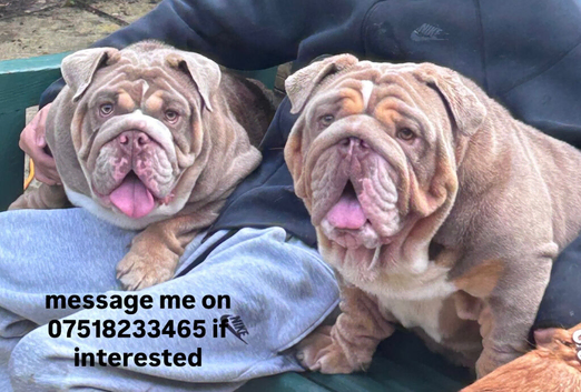 Beautiful English Bulldogs &ndash; Must Stay Together