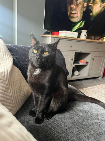 1 year old Male (Domestic cat)