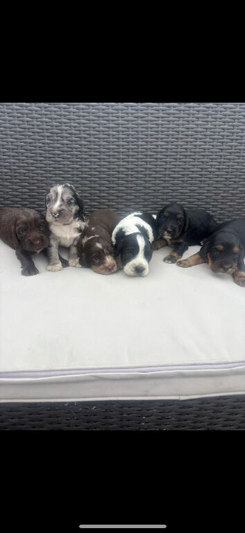 Cocker spaniel puppies