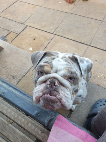 Dwkc English bulldog girl