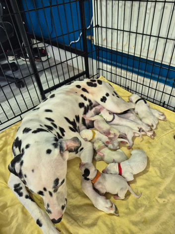 Litter of pure dalmatian puppies