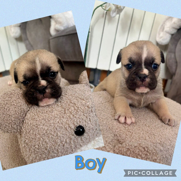 Brush bulldog x pug ready now