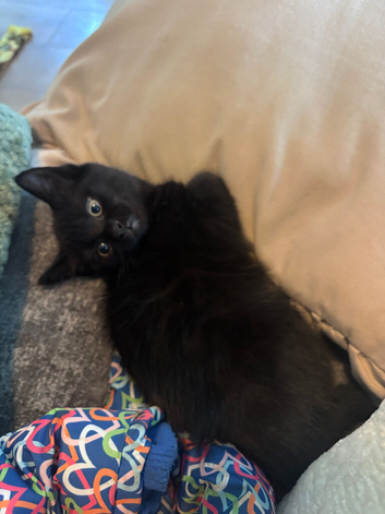 Beautiful Black Kitten
