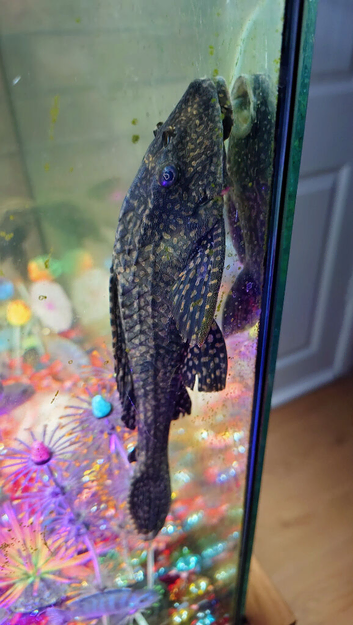 Plecs