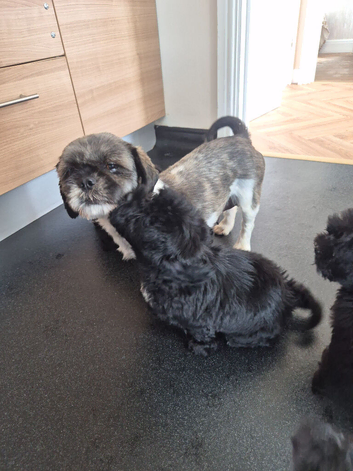 Shih poo puppies ready to leave