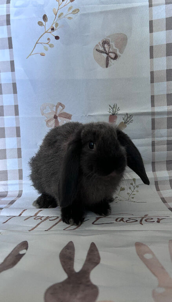 X3 Mini lops for sale