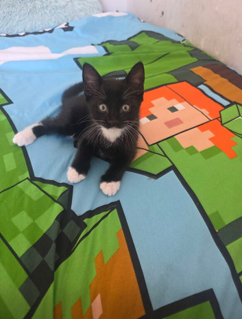 Kitten