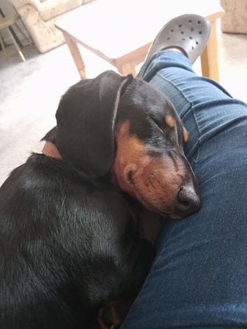Mini dachshund