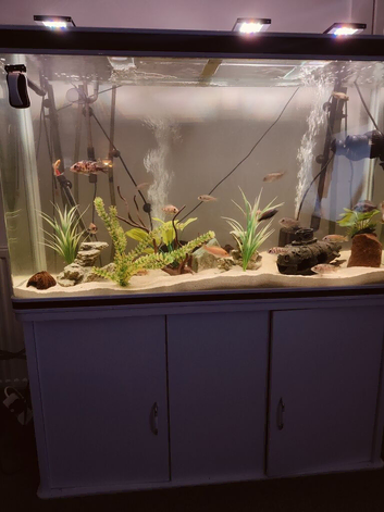 Malawi cichlids