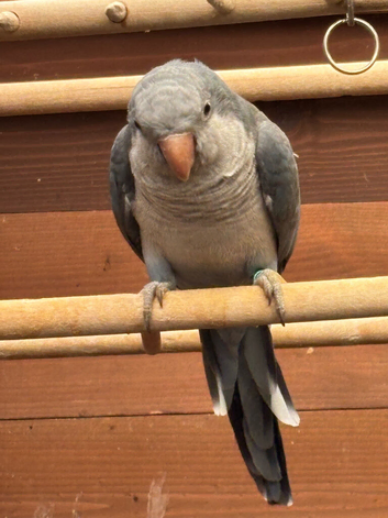 Quaker 6 months old