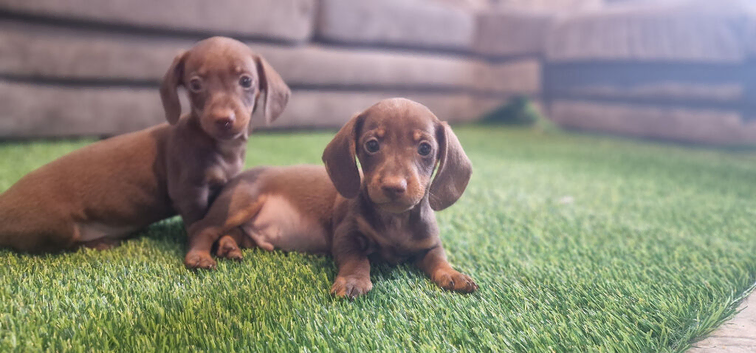 For sale mini dachshunds puppies
