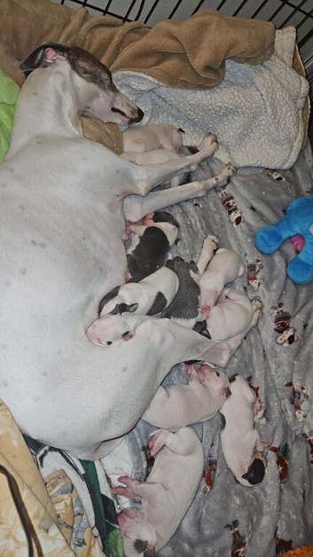 Whippet/blue staffy puppies